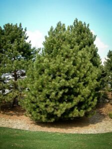 Сосна Чёрная (Pinus Nigra) купить по цене от 270.00р. в интернет-магазине «Посадика» с доставкой почтой в в Весьегонске и по всей России – [изображение №1].