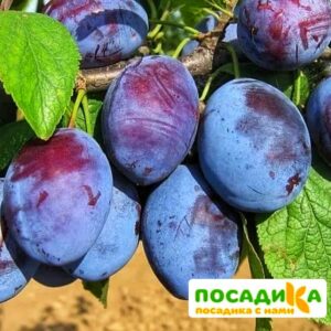 Слива Чачакская ранняя купить по цене от 229.00р. в интернет-магазине «Посадика» с доставкой почтой в в Весьегонске и по всей России – [изображение №1].