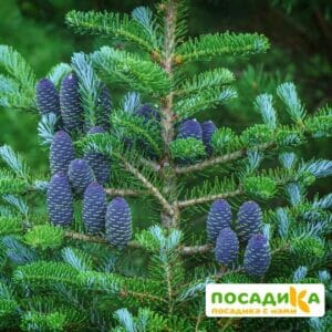 Пихта корейская (Abies koreana) купить по цене от 450.00р. в интернет-магазине «Посадика» с доставкой почтой в в Весьегонске и по всей России – [изображение №1].