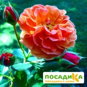 Роза Арабия купить по цене от 350.00р. в интернет-магазине «Посадика» с доставкой почтой в в Весьегонске и по всей России – [изображение №1].