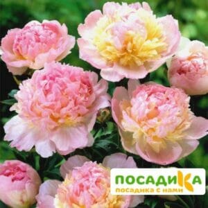 Пион Распберри Сандей (Paeonia Raspberry Sundae) купить по цене от 959р. в интернет-магазине «Посадика» с доставкой почтой в в Весьегонске и по всей России – [изображение №1].