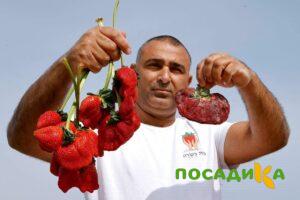 Клубника Гигант Джорнея купить по цене от 266р. в интернет-магазине «Посадика» с доставкой почтой в в Весьегонске и по всей России – [изображение №1].