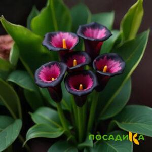 Калла Аура Лейс купить по цене от 400р. в интернет-магазине «Посадика» с доставкой почтой в в Весьегонске и по всей России – [изображение №1].