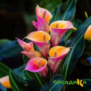 Калла Оникс купить по цене от 450р. в интернет-магазине «Посадика» с доставкой почтой в в Весьегонске и по всей России – [изображение №1].