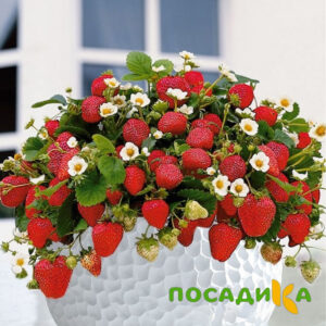 Клубника Рубиновый Шепот (горшечная) купить по цене от 240р. в интернет-магазине «Посадика» с доставкой почтой в в Весьегонске и по всей России – [изображение №1].