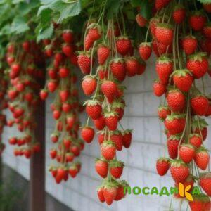 Клубника вьющаяся Комплимент купить по цене от 470р. в интернет-магазине «Посадика» с доставкой почтой в в Весьегонске и по всей России – [изображение №1].