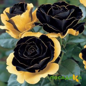 Роза Ханни Сикл купить по цене от 700р. в интернет-магазине «Посадика» с доставкой почтой в в Весьегонске и по всей России – [изображение №1].