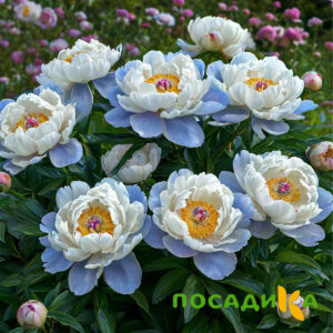 Пион акварельный Этюд купить по цене от 806р. в интернет-магазине «Посадика» с доставкой почтой в в Весьегонске и по всей России – [изображение №1].
