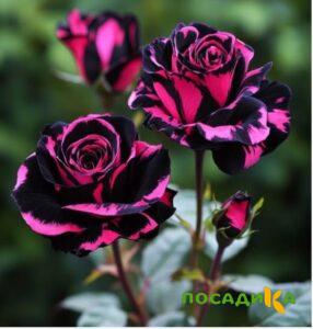 Роза Багровый Шепот купить по цене от 366р. в интернет-магазине «Посадика» с доставкой почтой в в Весьегонске и по всей России – [изображение №1].