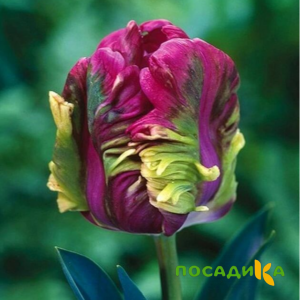 Тюльпан Экзотик Хэвен купить по цене от 186р. в интернет-магазине «Посадика» с доставкой почтой в в Весьегонске и по всей России – [изображение №1].