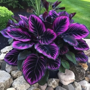 Хоста Люминоза купить по цене от 450р. в интернет-магазине «Посадика» с доставкой почтой в в Весьегонске и по всей России – [изображение №1].