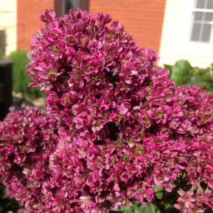 Флокс Филингс купить по цене от 329р. в интернет-магазине «Посадика» с доставкой почтой в в Весьегонске и по всей России – [изображение №1].