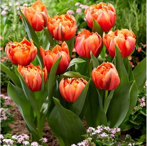 Тюльпан Гудошник Дабл купить по цене от 185р. в интернет-магазине «Посадика» с доставкой почтой в в Весьегонске и по всей России – [изображение №1].