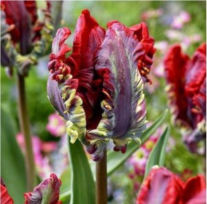 Тюльпан Рококо купить по цене от 350р. в интернет-магазине «Посадика» с доставкой почтой в в Весьегонске и по всей России – [изображение №1].