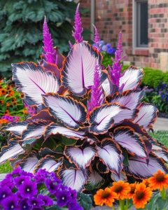 Хоста Кримэн Дрим купить по цене от 549р. в интернет-магазине «Посадика» с доставкой почтой в в Весьегонске и по всей России – [изображение №1].