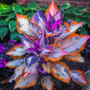 Хоста Эмеральд Тиара купить по цене от 602р. в интернет-магазине «Посадика» с доставкой почтой в в Весьегонске и по всей России – [изображение №1].