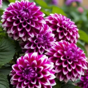 Георгин Кристал Корт купить по цене от 602р. в интернет-магазине «Посадика» с доставкой почтой в в Весьегонске и по всей России – [изображение №1].