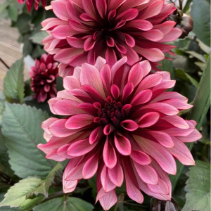 Георгин Перли Сансет купить по цене от 309р. в интернет-магазине «Посадика» с доставкой почтой в в Весьегонске и по всей России – [изображение №1].