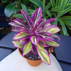 Хоста Сильвер Стик купить по цене от 650р. в интернет-магазине «Посадика» с доставкой почтой в в Весьегонске и по всей России – [изображение №1].