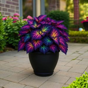 Хоста Фрости Блю купить по цене от 389р. в интернет-магазине «Посадика» с доставкой почтой в в Весьегонске и по всей России – [изображение №1].