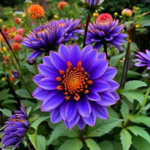 Георгин Лазурит купить по цене от 799р. в интернет-магазине «Посадика» с доставкой почтой в в Весьегонске и по всей России – [изображение №1].