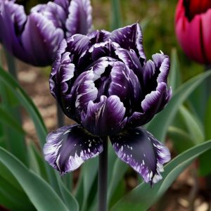 Тюльпан Индиго купить по цене от 600р. в интернет-магазине «Посадика» с доставкой почтой в в Весьегонске и по всей России – [изображение №1].