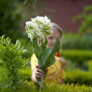 Тюльпан Супер Пэррот купить по цене от 360р. в интернет-магазине «Посадика» с доставкой почтой в в Весьегонске и по всей России – [изображение №1].