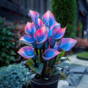 Калла Импрессия купить по цене от 590р. в интернет-магазине «Посадика» с доставкой почтой в в Весьегонске и по всей России – [изображение №1].