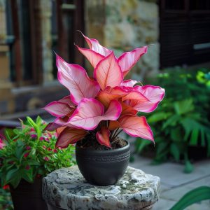 Хоста Розовая Симфония купить по цене от 800р. в интернет-магазине «Посадика» с доставкой почтой в в Весьегонске и по всей России – [изображение №1].