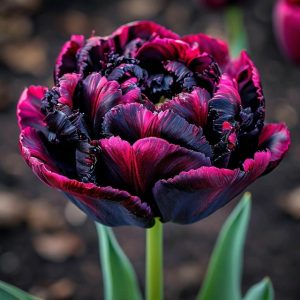 Тюльпан Фламинго купить по цене от 500р. в интернет-магазине «Посадика» с доставкой почтой в в Весьегонске и по всей России – [изображение №1].