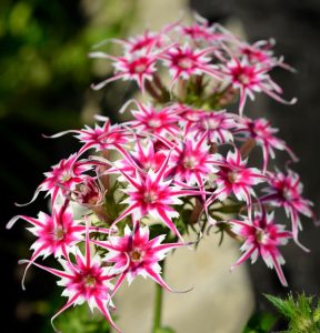 Флокс Метельчатый Путь купить по цене от 456р. в интернет-магазине «Посадика» с доставкой почтой в в Весьегонске и по всей России – [изображение №1].