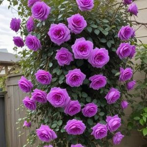 Роза Мистик Уайт купить по цене от 620р. в интернет-магазине «Посадика» с доставкой почтой в в Весьегонске и по всей России – [изображение №1].