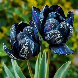 Тюльпан Блю Фог купить по цене от 500р. в интернет-магазине «Посадика» с доставкой почтой в в Весьегонске и по всей России – [изображение №1].