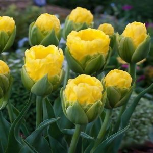 Тюльпан махровый Ванила Коп купить по цене от 159р. в интернет-магазине «Посадика» с доставкой почтой в в Весьегонске и по всей России – [изображение №1].