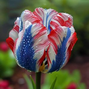 Тюльпан Ремс Сенсейшн купить по цене от 219р. в интернет-магазине «Посадика» с доставкой почтой в в Весьегонске и по всей России – [изображение №1].