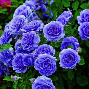 Роза Блю Мун купить по цене от 450р. в интернет-магазине «Посадика» с доставкой почтой в в Весьегонске и по всей России – [изображение №1].
