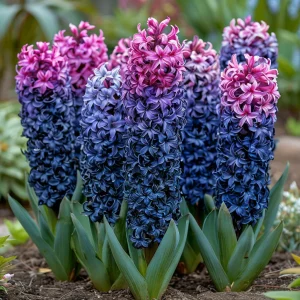 Гиацинт Блю Спринг купить по цене от 2099р. в интернет-магазине «Посадика» с доставкой почтой в в Весьегонске и по всей России – [изображение №1].