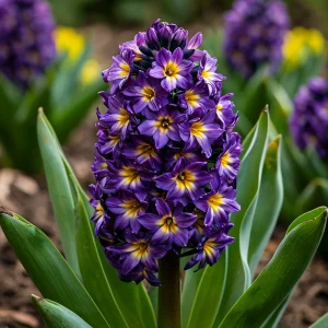 Гиацинт Вельвет Колор купить по цене от 2099р. в интернет-магазине «Посадика» с доставкой почтой в в Весьегонске и по всей России – [изображение №1].