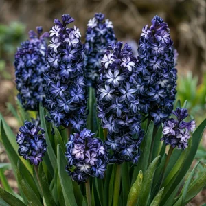 Гиацинт Блум Клауд купить по цене от 2099р. в интернет-магазине «Посадика» с доставкой почтой в в Весьегонске и по всей России – [изображение №1].