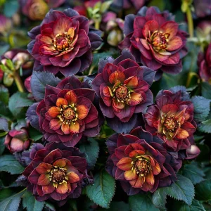 Морозник Сноу Дроп купить по цене от 348р. в интернет-магазине «Посадика» с доставкой почтой в в Весьегонске и по всей России – [изображение №1].