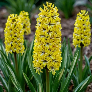 Гиацинт Сансет Голд купить по цене от 2099р. в интернет-магазине «Посадика» с доставкой почтой в в Весьегонске и по всей России – [изображение №1].