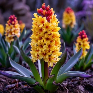 Гиацинт Миднайт Мистери купить по цене от 2099р. в интернет-магазине «Посадика» с доставкой почтой в в Весьегонске и по всей России – [изображение №1].