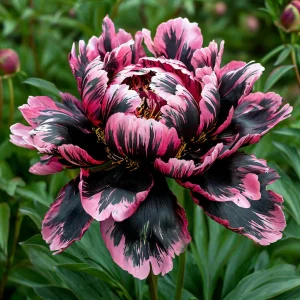 Пион Дроп Руби купить по цене от 469р. в интернет-магазине «Посадика» с доставкой почтой в в Весьегонске и по всей России – [изображение №1].