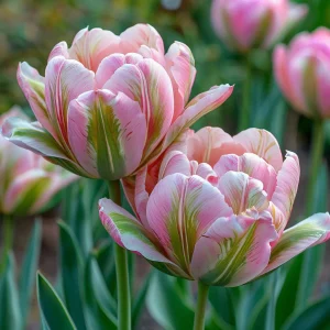 Тюльпан Аврора Принцес купить по цене от 345р. в интернет-магазине «Посадика» с доставкой почтой в в Весьегонске и по всей России – [изображение №1].