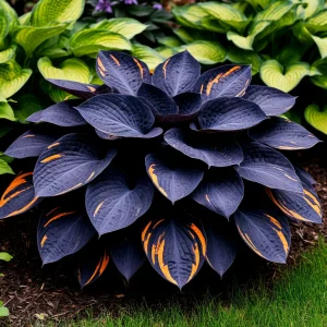 Хоста Умбра купить по цене от 349р. в интернет-магазине «Посадика» с доставкой почтой в в Весьегонске и по всей России – [изображение №1].