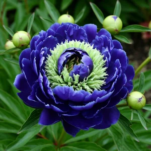 Пион Дримвивер купить по цене от 417р. в интернет-магазине «Посадика» с доставкой почтой в в Весьегонске и по всей России – [изображение №1].