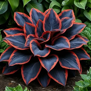 Хоста Солнечный Агат купить по цене от 440р. в интернет-магазине «Посадика» с доставкой почтой в в Весьегонске и по всей России – [изображение №1].