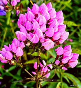 Флокс Бутоник купить по цене от 461р. в интернет-магазине «Посадика» с доставкой почтой в в Весьегонске и по всей России – [изображение №1].