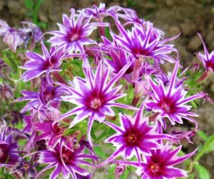 Флокс Звездное Кружево купить по цене от 361р. в интернет-магазине «Посадика» с доставкой почтой в в Весьегонске и по всей России – [изображение №1].