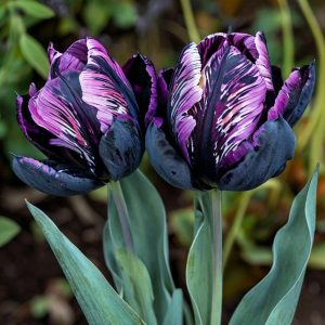 Тюльпан Блэк Каньон купить по цене от 305р. в интернет-магазине «Посадика» с доставкой почтой в в Весьегонске и по всей России – [изображение №1].